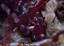 Red Kelpfish by Craig Hoover 